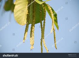 Image result for Homalium dentatum