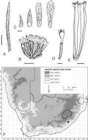 Image result for Phymaspermum