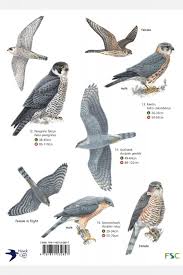 Birds Of Prey Field Studies Council