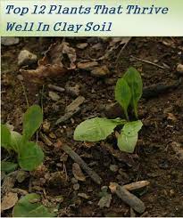 Top 12 Clay Soil Plants If You Have A Garden With Clay Soil Then You Don T Worry Here Is A Great List Of Plants That Planting In Clay Clay Soil Plants