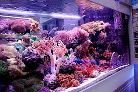 Dominated Softies Tank From Thailand Page 6 Aquarium Fish Tank Saltwater Aquarium Tanks Saltwater Fish Tanks