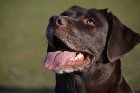 Oral Cancers In Dogs Petcure Oncology