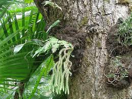 Image result for Huperzia gnidioides