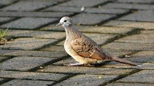 Check spelling or type a new query. Ini 5 Ciri Pilih Burung Perkutut Kondisi Badan Kepala Besar Hingga Mitos Dan Cara Bedakan Jenis Halaman 7 Tribun Timur