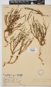 Image result for Osteospermum muricatum