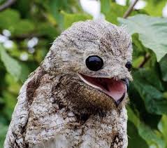 Creepy Bird With Big Mouth World Birds On Twitter Animals Weird Animals Great Potoo