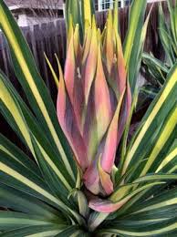 Image result for Beschorneria sp. (Biegel 5357)