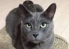 Russian Blue Cat Names: Easy-to-Follow Guide, Expert’s Advice