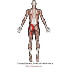 This means you should use low reps for the hamstrings, but medium to high reps for the lower back and the glutes. Gluteus Maximus Muscle Low Back Hip Tailbone Buttock Pain The Wellness Digest
