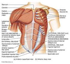 ab diagram detailed left side abdomen anatomy stomach muscle