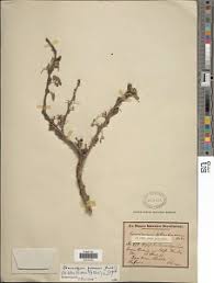 Image result for Ormocarpum schliebenii