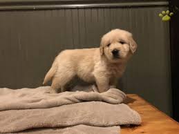 Liberty run golden retrievers is a fully licensed dog kennel in the state of maryland. Red Color Of Collar Golden Retriever Mix Puppy For Sale In Severn Md Happy Valentines Day Happyvalentinesday2016i