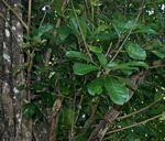 Image result for Synsepalum passargei