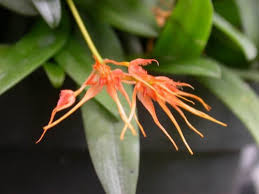 Image result for Bulbophyllum kivuense