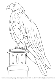 Birds are a very complex topic for an artist. Learn How To Draw A Black Kite Birds Step By Step Drawing Tutorials