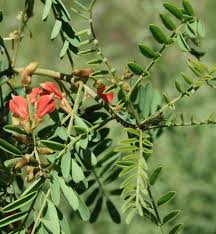 Image result for Indigofera adenoides