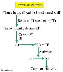 Oct 09, 2017 · a partial thromboplastin time (ptt) test is a blood test that helps doctors assess your body's ability to form blood clots. Coagulation Part 6 Activated Partial Thromboplastin Time Aptt Partial Thromboplastin Time Ptt And Inr Labpedia Net