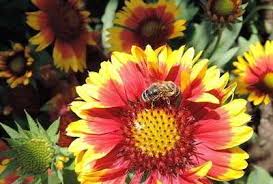 Ihre wuchshöhe beträgt bis zu zwei mmeter. Bienenfreundliche Pflanzen Auf Balkon Terrasse Und Garten So Konnen Wir Helfen