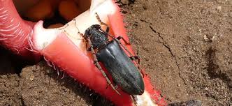 Image result for Sarcophyte piriei