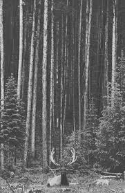 Would You Survive In The Wilderness Nature Beautiful Nature Forest