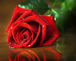 صور ورد طبيعي Rose Seeds Beautiful Red Roses Red Roses