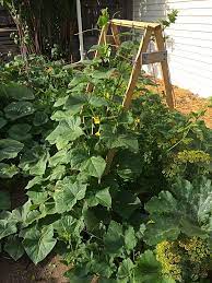 Vining cucumbers are also known to grow straighter and are typically cleaner than those grown on the ground. Save Space In Your Small Garden With A Cucumber Trellis It S An Easy Way To Grow Vining Vegetabl In 2020 Cucumber Trellis Backyard Garden Diy Container Garden Design