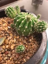 Cacti are generally very resilient, but they can be susceptible to issues in the seedling stage. One Of The Balls On My Cactus Fell Off Is My Cactus Sick Succulents