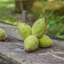 Image result for Buchnera nuttii