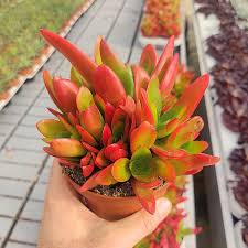 Image result for Crassula capitella