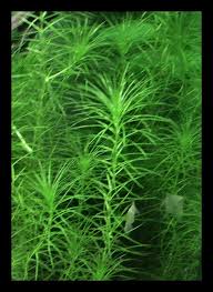 Image result for Lagarosiphon cordofanus