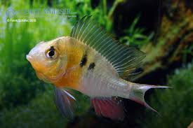Er stammt aus peru und bolivien und kann bis zu 12 cm groß. Mikrogeophagus Altispinosus Bolivianischer Schmetterlingsbuntbarsch My Fish Aus Freude An Der Aquaristik