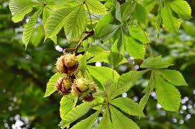 Image result for Aesculus