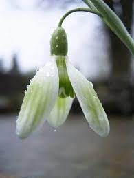 Judy S Snowdrops Nivalis Greenish Bulbous Plants White Flowers Snowdrop Plant