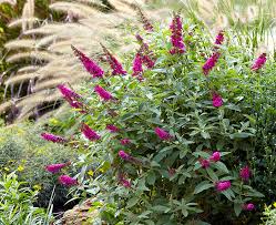 Its strong and thick stems will ensure better winter survival than the typical butterfly bush. Butterfly Bush Basics Garden Gate