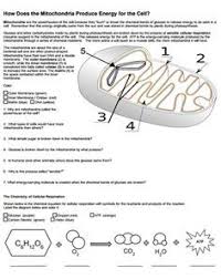 How Mitochondria Produce Energy For The Cell Biology Worksheet Biology Lessons Biology Resources