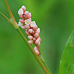 Image result for Persicaria madagascariensis