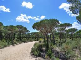 Dónde dormir, qué ver, qué hacer, qué visitar en el bosque y grazalema. Cooperativa Marismas Del Rocio Multiaventura