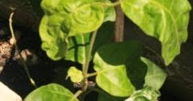 Maybe you would like to learn more about one of these? Halaman Download Daun Nangka Kuning Manfaat Daun Nangka Kuning