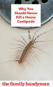 To combat centipedes, limit humidity and moisture in your home, and use approved insecticides along basement baseboards. Pin On Pest Control