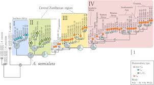 Image result for Alloteropsis angusta