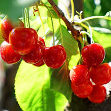 Kiraz memleketimizin her yöresinde yetiştirilebilmektedir. Tuplu Asili Yari Bodur Lapins Kiraz Fidani
