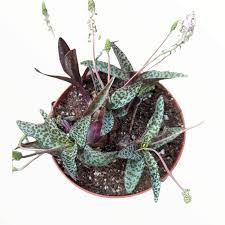 Image result for Ledebouria luteola