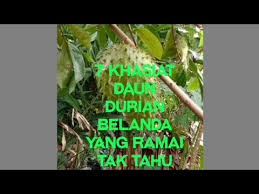 Assalamualaikum dan selamat pagi semua!! 7 Khasiat Daun Durian Belanda Yang Ramai Tak Tahu 2020 Youtube