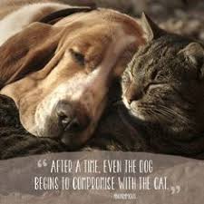 A cat is the friend you always wanted but never knew you needed. 49 Pet Quotes Ideas Animal Quotes Animals Cat Quotes