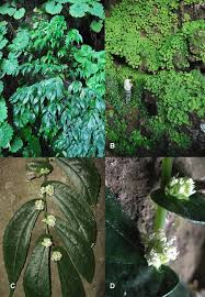 Image result for Elatostema monticola