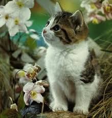 We did not find results for: Urutan Takson Hewan Kucing 1427x1500 Wallpaper Teahub Io