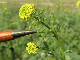 Image result for Basella paniculata