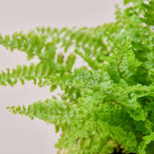 If you have a boston fern with brown leaves, it might be cultural or simply the wrong site for the plant. Fern Care House Plant Shop