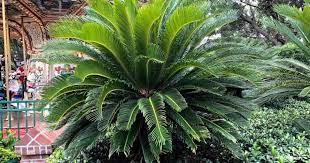 We did not find results for: Sago Palm Fertilizer Tips For Choosing The Best Cycad Food