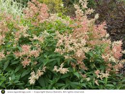 Image result for Persicaria